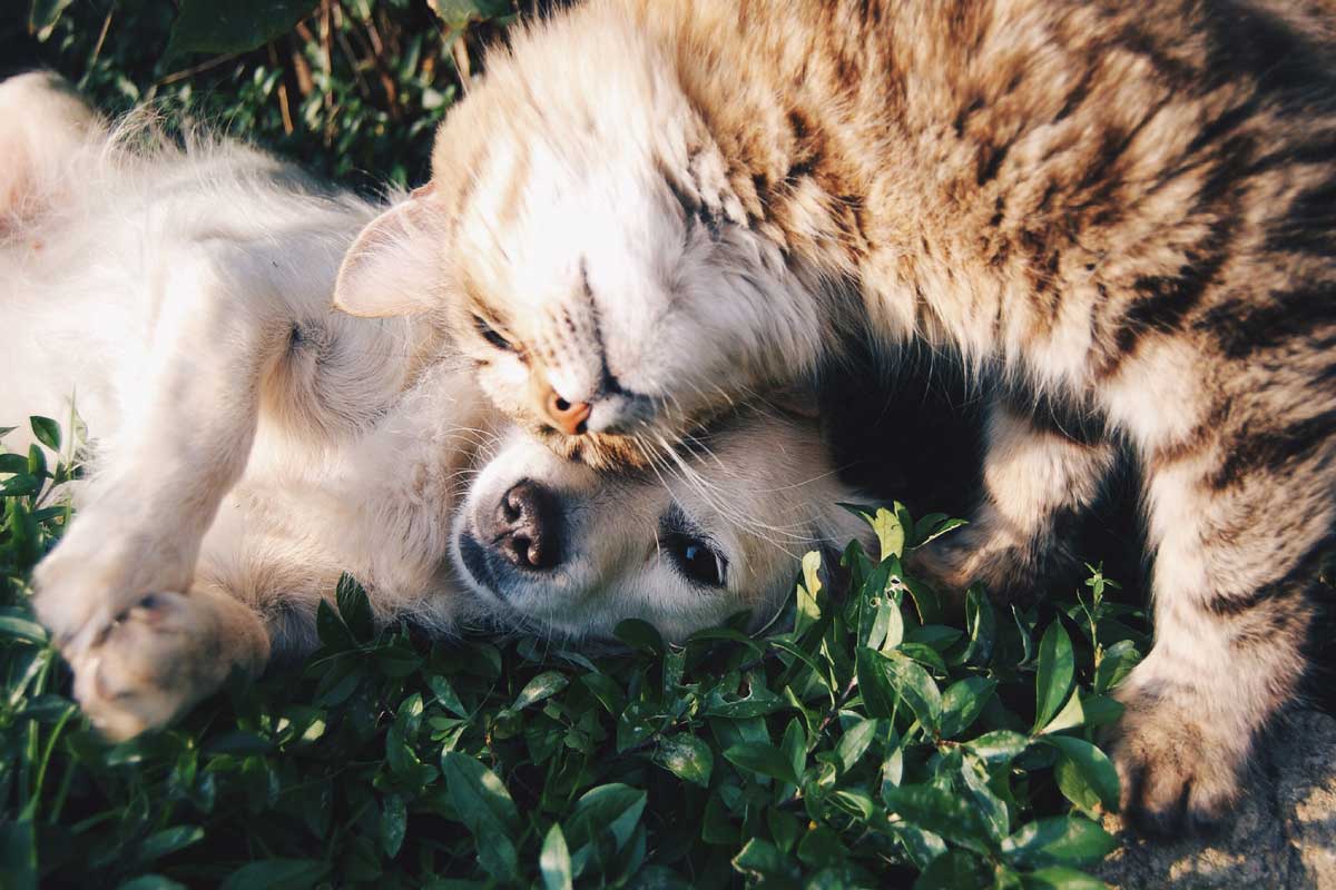 Animali domestici in casa